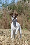 FOX TERRIER POIL LISSE 019